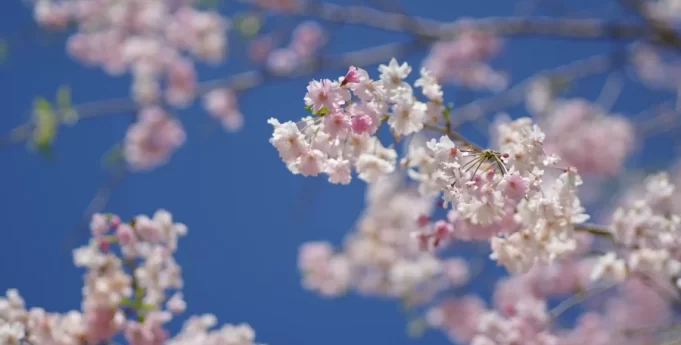Pink flowers on tree branches